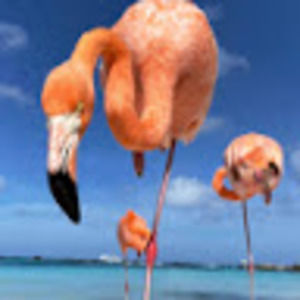 Meet your Posher, Golden dream